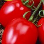 Семена штамбовых томатов