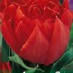 Тюльпаны виридифлора