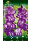 Гладиолус Пепл Флора (Gladiolus Purple Flora)