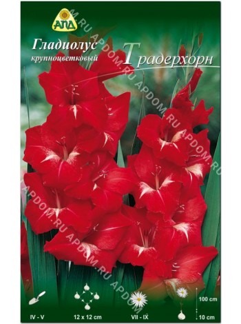 Гладиолус Традерхорн (Gladiolus Traderhorn)