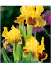 Ирис карликовый Медоу Корт (Iris pumila Meadow Court)