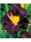 Лилейник Супер Пепл (Hemerocallis Super Purple)