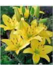 Лилия Голдвинг (Lilium asiatic pot Goldwing)