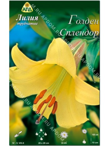 Лилия Голден Слендор (Lilium trumpet Golden Splendor)