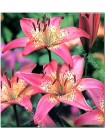 Лилия Италия (Lilium asiatic Italia)