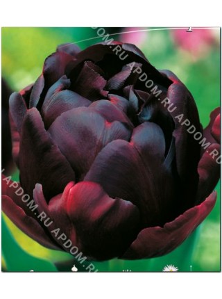 Тюльпан Блек Хиро