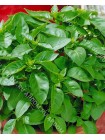 Базилик гвоздичный  (Ocimum basilicum L.)