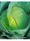 Капуста б/к Золотой Гектар (Brassica oleracea var.capitata alba)