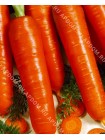 Морковь Дарина (Daucus carota L.)