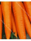 Морковь Калина F1 (Daucus carota L.)