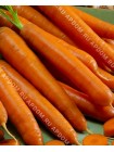 Морковь Каротела (Daucus carota L.)