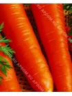 Морковь Сэнт-Валери (Daucus carota L.)