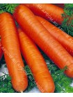 Морковь Тушон (Daucus carota L.)