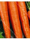 Морковь Флакке (Daucus carota L.)
