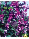 Долихос пурпурный (Гиацинтовые Бобы) (Dolichos lablab)